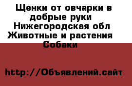 Щенки от овчарки в добрые руки - Нижегородская обл. Животные и растения » Собаки   